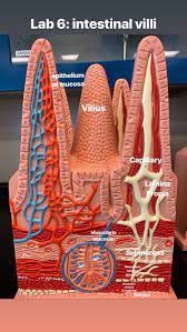Digestive System Model Of Villi Small Intestine Diagnostic Medical Sonography Medical Knowledge Medical Anatomy