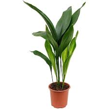 Image result for Aspidistra