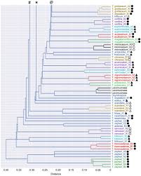 Image result for Osyridicarpos schimperianus