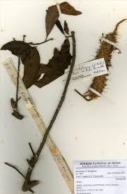 Image result for Faurea rochetiana