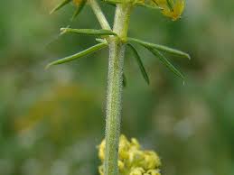 Image result for Limeum fenestratum