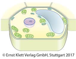 Pflanzenzelle modell basteln papier pdf by admin. Natura 7 8 Bw