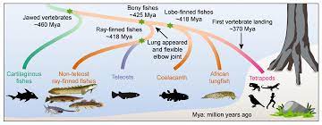 Surprising New Research We Re More Like Primitive Fishes Than Once Believed Eurekalert Science News