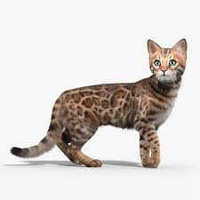 Max Bengal Cat Fur Hair 3d Animation With High Quality 3d Cat 3d Animaal 3d Cat Far Hair 3d Model Of Cat 3d Cat Model 3dcat 3dm Cat Fur Bengal Cat Cats