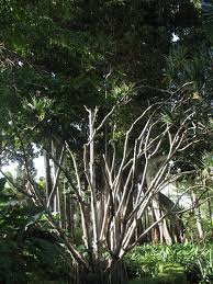 Image result for Pandanus chiliocarpus