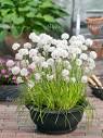 Allium Graceful Beauty in pot