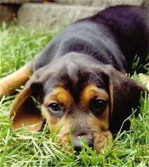 Beagle Mix Black And Brown Beagle Puppy Beagle Information And Pictures Beagles Beagle Dog Beagle Dog Breed Beagle Puppy