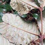 Image result for Anthonotha macrophylla