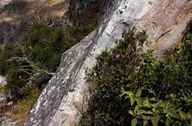 Image result for Dissotis swynnertonii