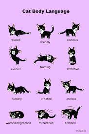 Cat Body Language Infographic Cat Facts Cat Body Cat Language