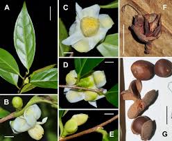 Image result for Theaceae