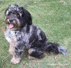 The australian shepherd poodle mix has the poodle australian shepherd mix is generally a healthy breed that can live a strong and. Aussiedoodle Dog Breed Information And Pictures
