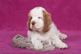 Many breeds of puppies for sale in france , some are sold cheap. Clumber Spaniel Puppies Breed Information Puppies For Sale