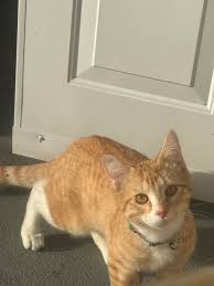 Image result for Emilia jeffreyana