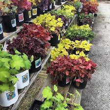 Knollwood Garden Center On Instagram Heuchera Also Known As Coral Bells Is A Great Plant For Shade Available In A Variety Of Co Shade Plants Plants Heuchera