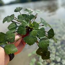 Image result for Trapa natans