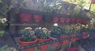 Kamu bisa menyulap paralon menjadi rak serbaguna, simak lengkapnya di youtube. Rumah Bunga Neisha Rumah Bunga Neisha Diy Membuat Rak Bunga Tempel Dinding Praktis Dan Murmer