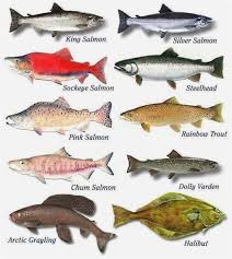 Fishing Key West Lake Of The Woods Fishing Report Fishing 99 Bridge Fishing Challenge Tv Show Fishing Charters Gal Salmon Species Salmon Fishing Fish