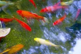 Raising Koi Fish For Profit Chron Com