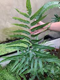 Image result for Coniogramme