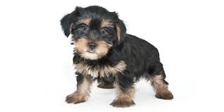 Maybe you would like to learn more about one of these? 1 Morkie Puppies For Sale In Indianapolis In Uptown