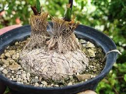 Image result for Eriospermum seineri