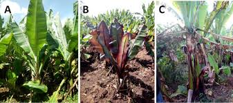 Image result for Ensete gilletii