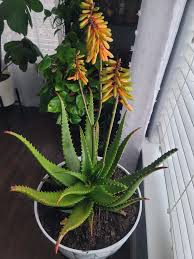 Image result for Aloe cameronii × christianii