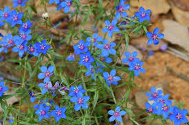 Image result for Anagallis pumila