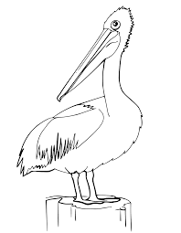 Pin On Birds Coloring Pages