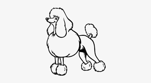 There are tons of great resources for free printable color pages online. Snooty Poodle Coloring Page Perro Caniche Para Colorear 600x470 Png Download Pngkit