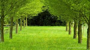 Green Land Nature Green Wallpaper Hd Wallpapers For Laptop Nature Desktop Wallpaper Hd Nature Wallpapers
