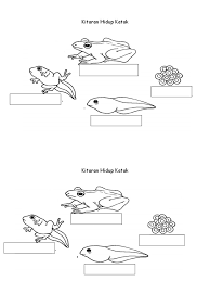 Kitaran hidup katak metamorfosis katak sistem peredaran darah manusia (circulatory syste. Kitaran Hidup Katak Pdf