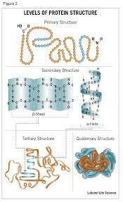 Protein Structure: Primary, Secondary, Tertiary, Quatemary Structures |  Agno Pharmaceuticals