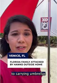 Sparrowhawk Attack Humans