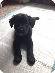 Dayton Oh Cocker Spaniel Meet Rosalind A Pet For Adoption
