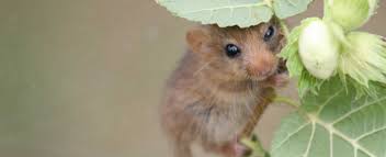 Don't use fast mod and mini browsers and not using adblocker for our support thanx we are adding new downloading method its. Press Release Rare Hazel Dormice Reintroduced To Nottinghamshire Woodland