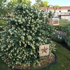 Image result for Lonicera