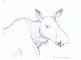 Female Moose Head By Louisetheanimator On Deviantart 1286x1144 moose head drawing tutorial, step. female moose head by louisetheanimator