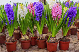 Tulipani un impianto di fioritura primaverile bulbo della famiglia. Bulbi Primaverili Cosa Fare Quando Sfioriscono Pollicegreen