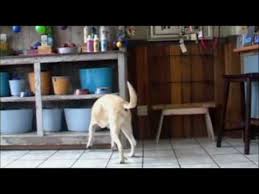 K9 Nose Work Video Nose Work Dogs Dog Potty Training Detection Dogs