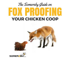 This article aims to answer these questions you have and create the best solution for you to solve your fox. How To Fox Proof Your Chicken Coop