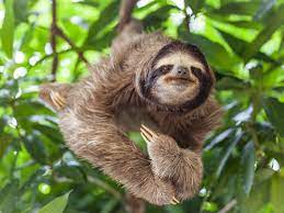 Sloth paper art print · perfect for any room of the house! Sloths Are Far More Adaptable Than We Realised