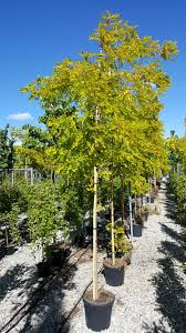 Image result for Robinia pseudo-acacia