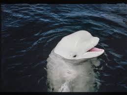 Check spelling or type a new query. The Story Of One Whale Who Tried To Bridge The Linguistic Divide Between Animals And Humans Science Smithsonian Magazine