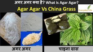 Difference Between Gelatine And Agar Agar ज लट न और अगर अगर म अ तर Everyday Life 48 Youtube