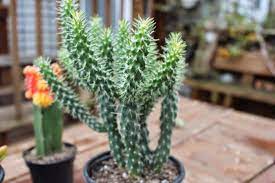 Succulents on the different hand prefer to be watered. Cylindropuntia Mini Cholla Cactus Succulent Plants Live Plants