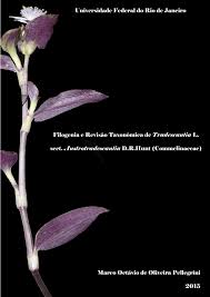 Image result for Anthericopsis sepalosa