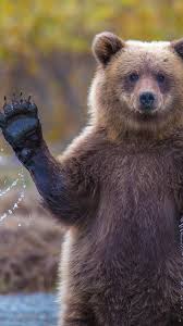 Look at our collection of incredible bear pictures. Wallpaper Bear 4k Hd Wallpaper Hi Water National Geographic Big Os 144
