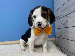The mother is black and tan (lucy, shown above) and the father is a tricolor beagle. Beagle Dog Male Black And White Tan Markings 2687920 Petland Hoffman Estates
